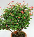 Christ Plant